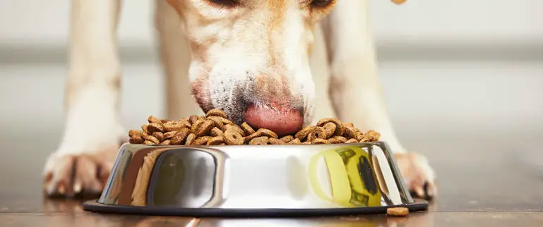 Best Dog Food for Sensitive Stomach and Diarrhea Top 3