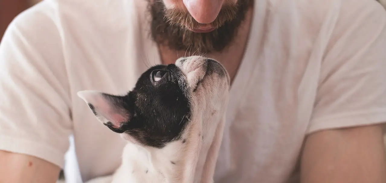 best large dog breeds for first time owners