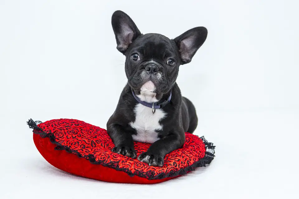The Best Food for French Bulldogs with Sensitive Stomach