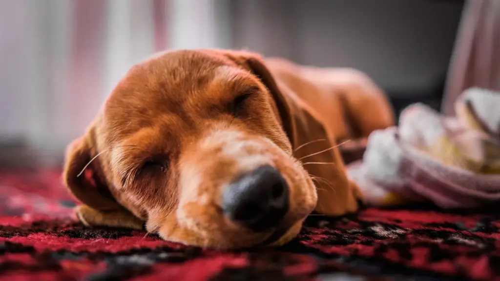 How to Train a Puppy to Sleep Through the Night Best