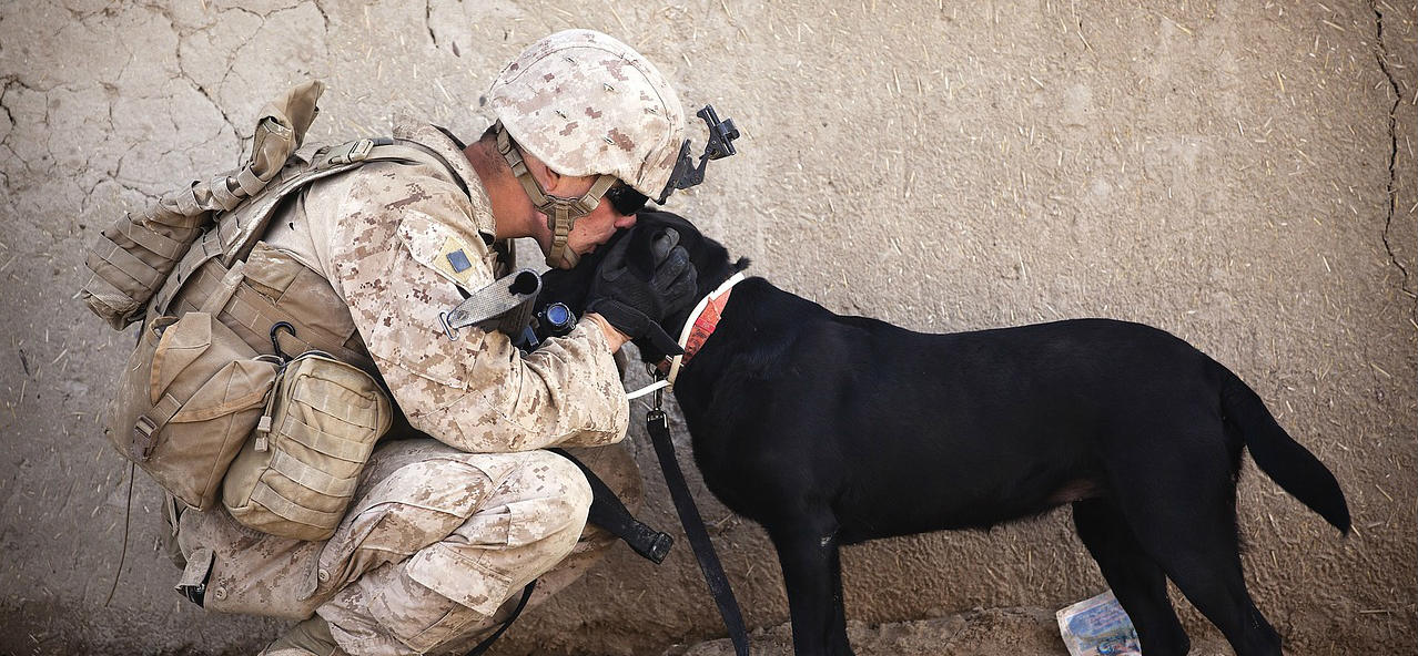 best service dog breeds for ptsd and anxiety