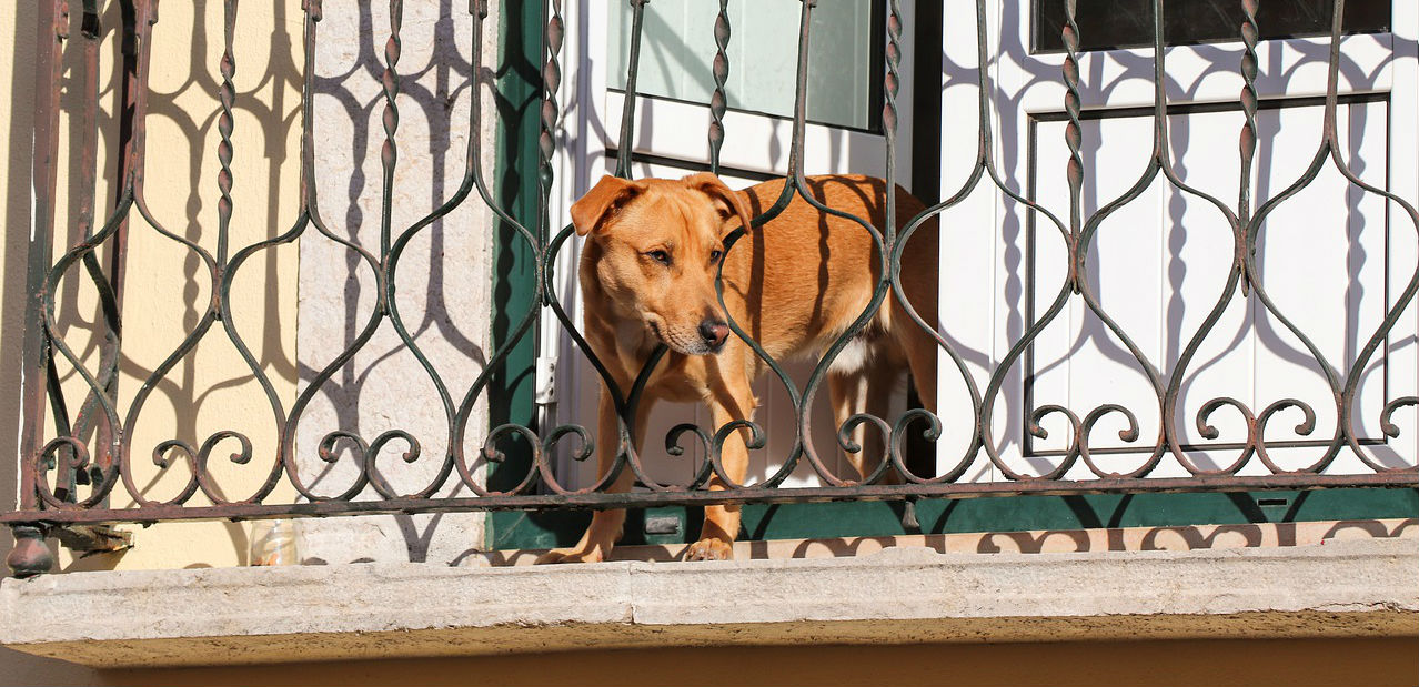 best guard dogs for apartments