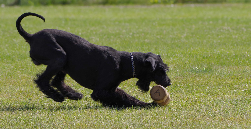best guard dogs for apartments