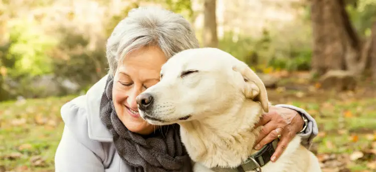 best large dog breeds for seniors