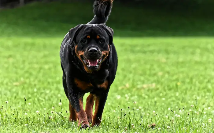 big dog breeds good with families