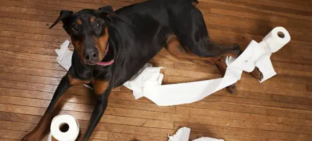Natural Cure for Dog Diarrhea Home Treatment & Effective Natural Cure for Dog Diarrhea Home Treatment & Effective