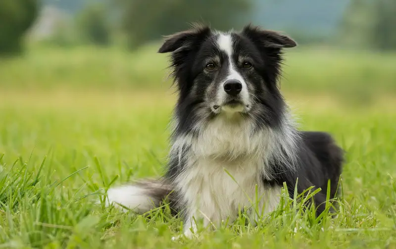 smartest big dog breeds