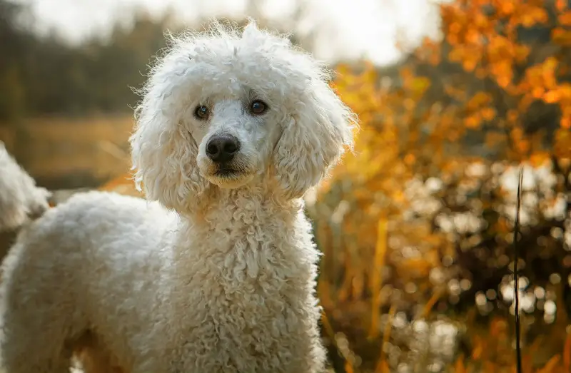 smartest big dog breeds