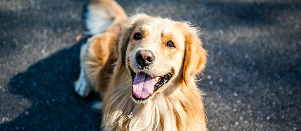 golden retriever velcro dog
