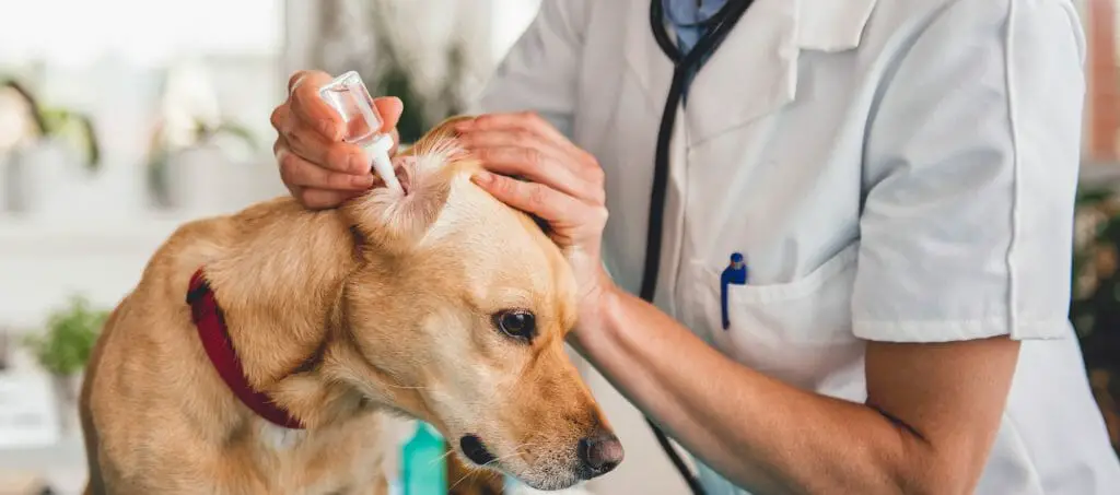 How to Remove Dog Ear Wax Home Grooming Guide