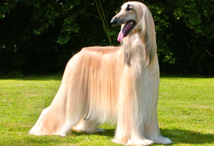 What is a Sighthound Dog? 10 Breeds to 