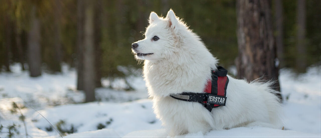 12 Best Small Dogs for Cold Weather 
