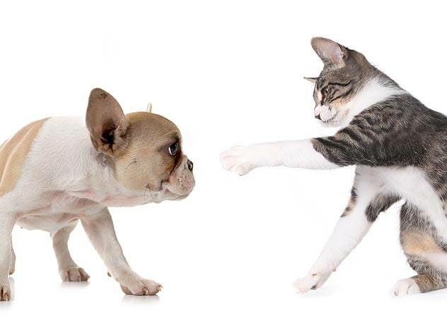 how do you introduce a puppy to a cat