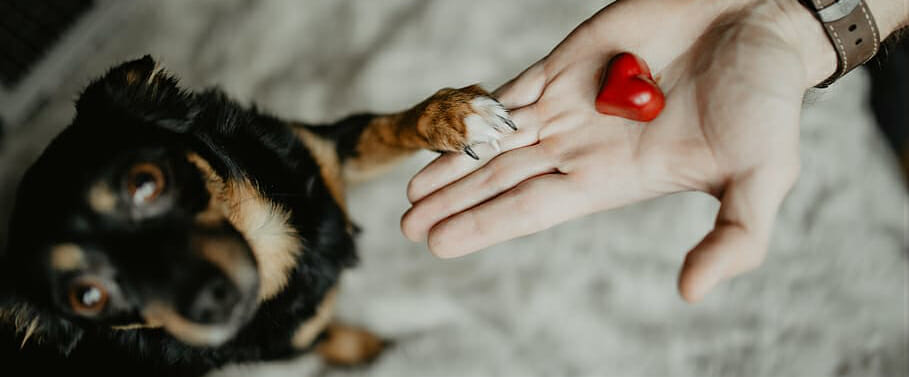 healthiest training treats for dogs