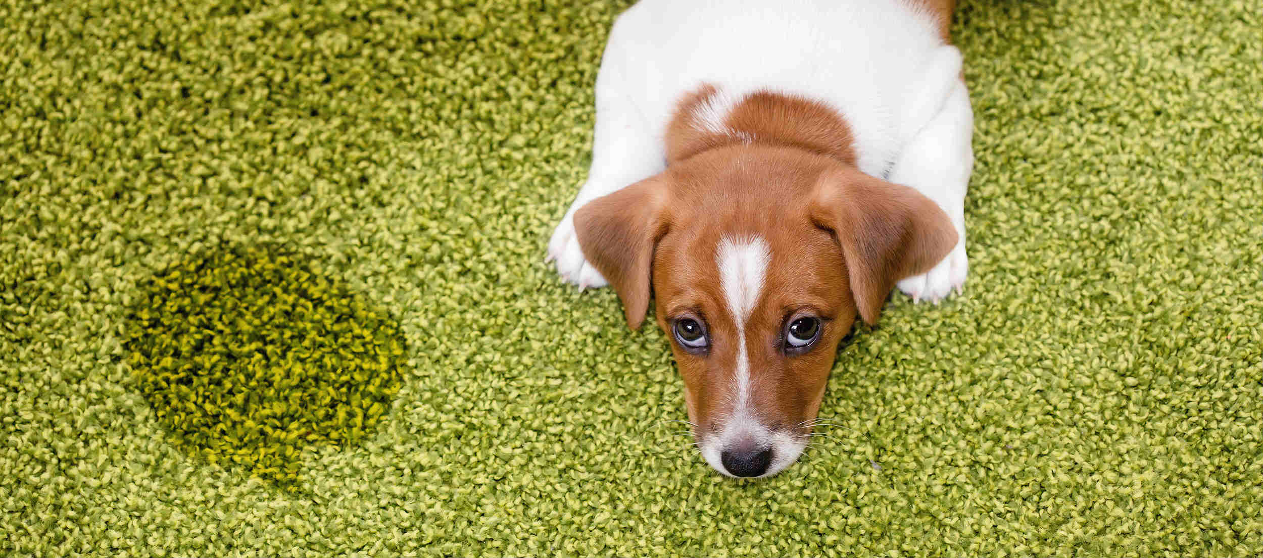 enzyme cleaner for dog urine