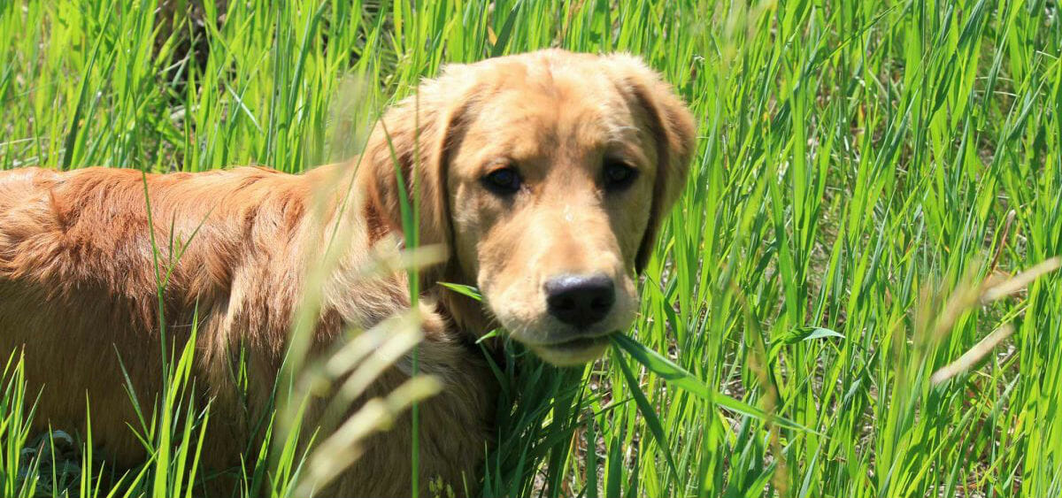 Why Do Dogs Eat Grass and Leaves? Here 