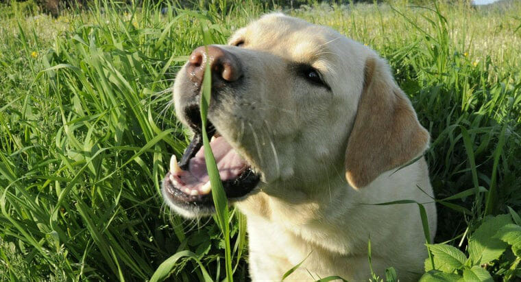 why do dogs eat grass then throw up