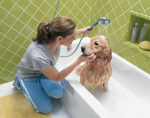 Bathe a Dog