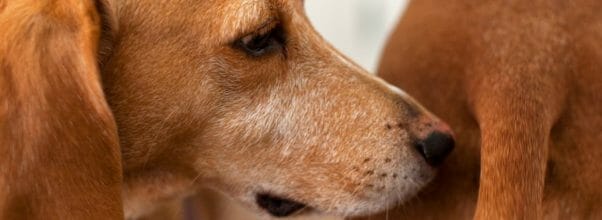 what can you give a dog for gas