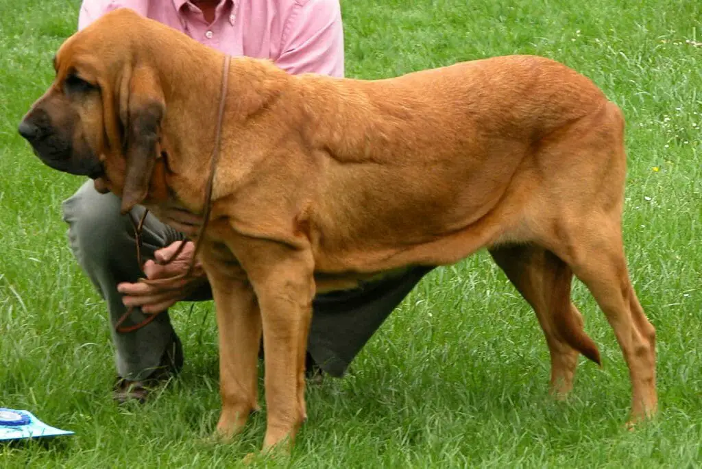 bloodhound coonhound