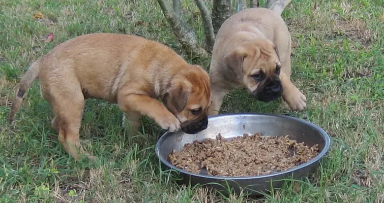 pictures of bullmastiff puppies