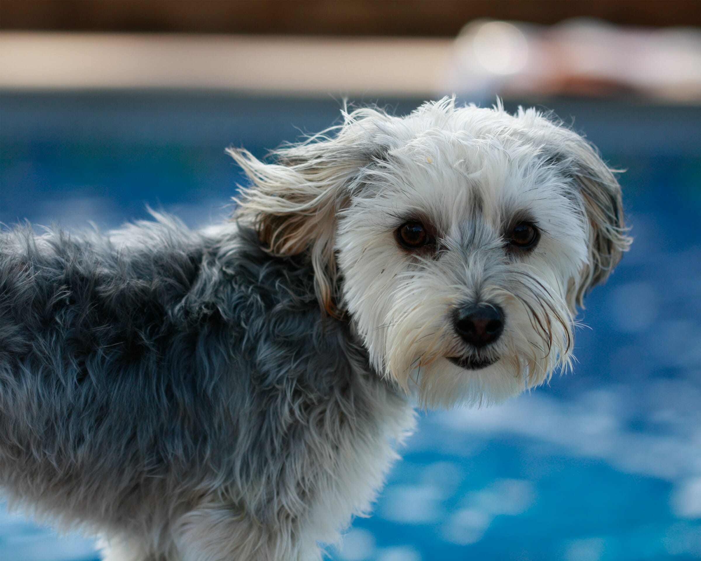 gray yorkie poo