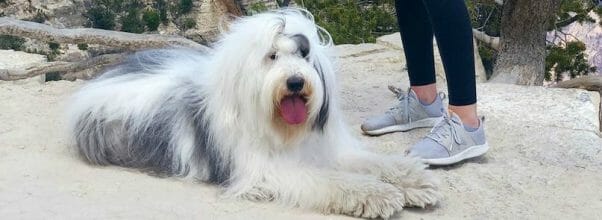 best clippers for old english sheepdog