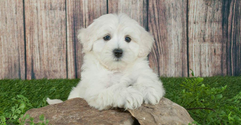 maltipoo hypoallergenic dogs