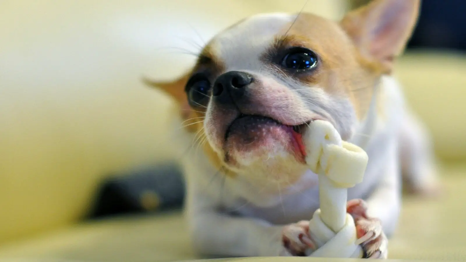 Best Dental Chews For Chihuahuas- Top 5 Options! - Best Protection Dogs