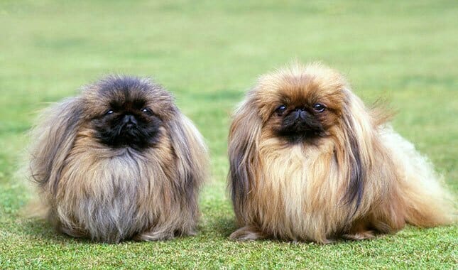 cost of pekingese puppy