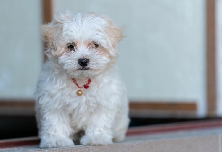 low energy hypoallergenic dog breeds