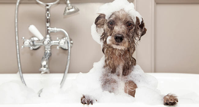 best dog shampoo for great danes