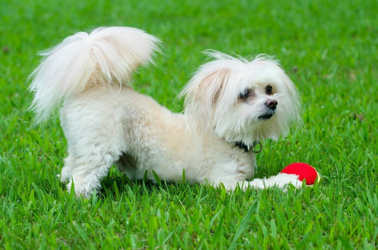 maltese poodle hypoallergenic