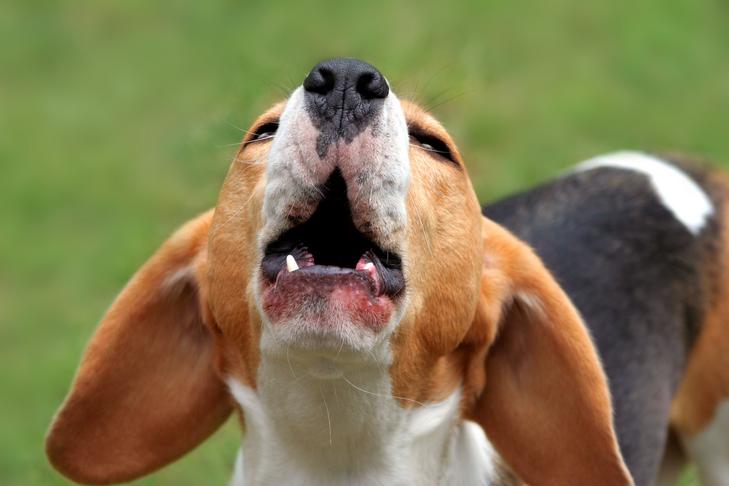 how to get a beagle to stop barking