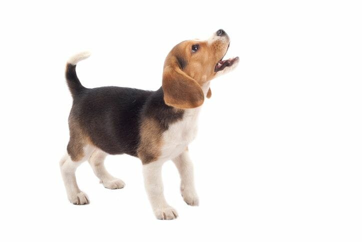 how to get a beagle to stop barking
