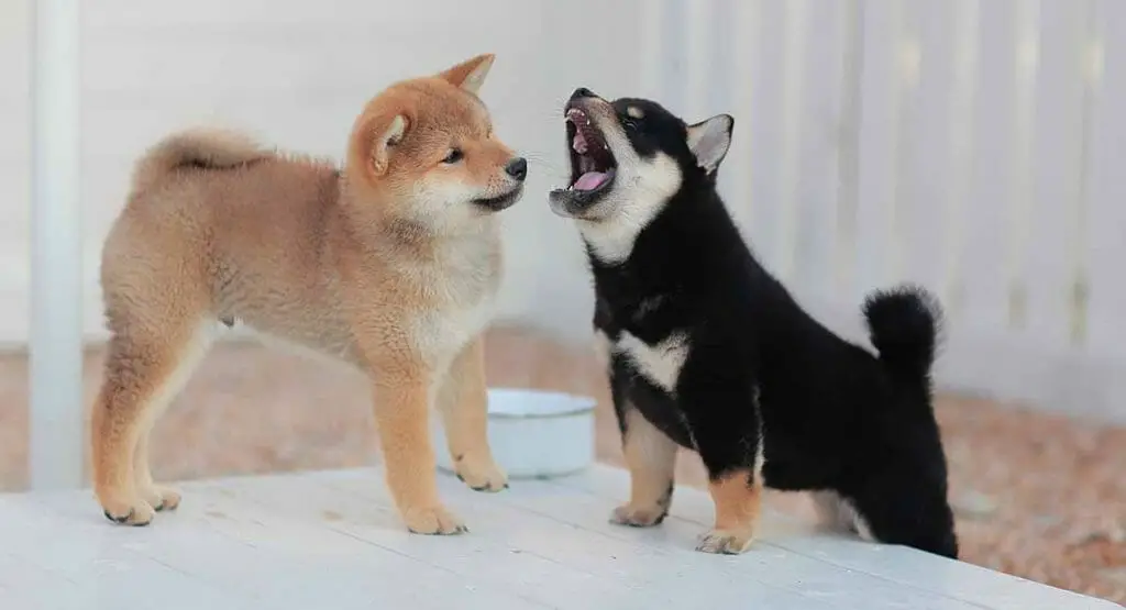 Are Shiba Inus Good Apartment Dogs 