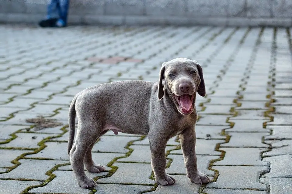 silver weimaraner dog