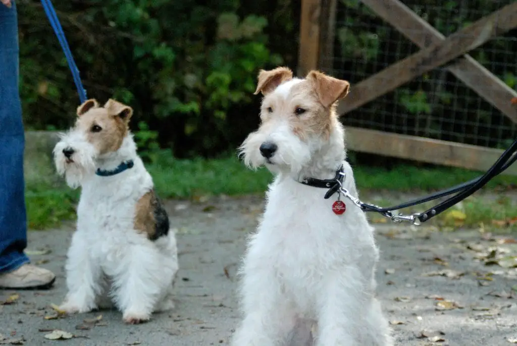 What Does a Fox Terrier Look Like?