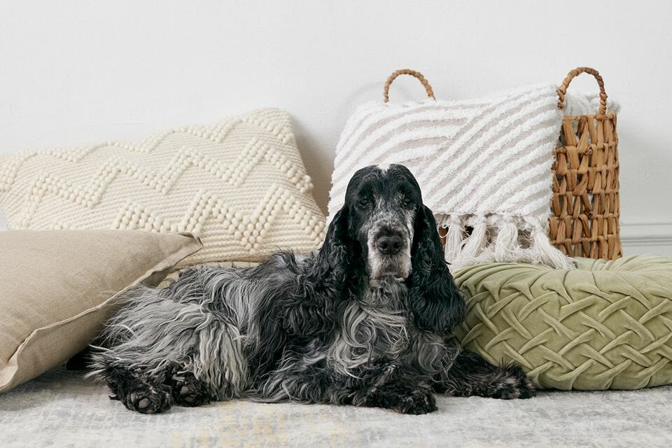 best brush for cocker spaniel