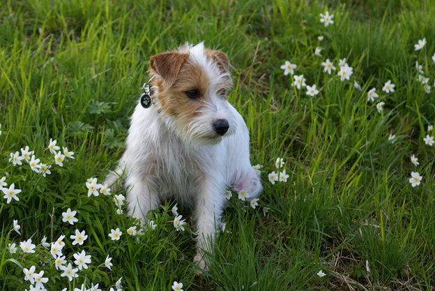 dogs like jack russell
