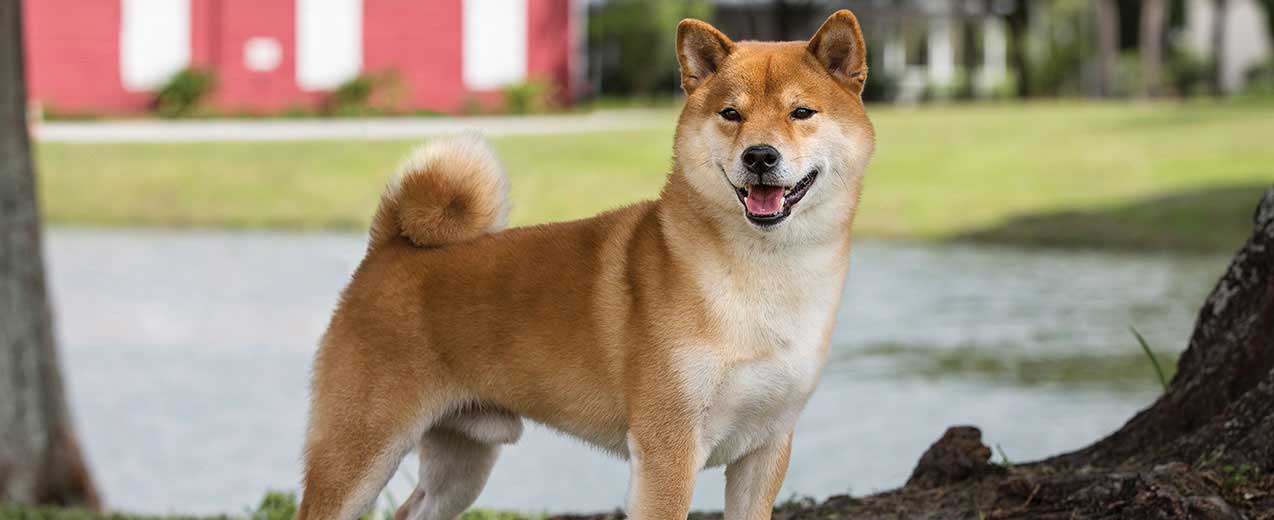 shiba inu first time owner