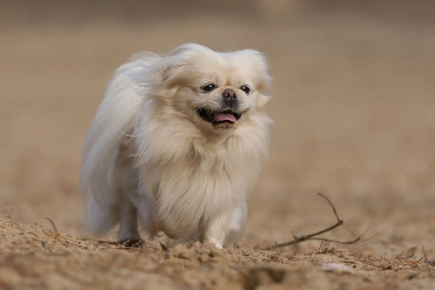What Does A Pekingese Dog Look Like? Best Protection Dogs