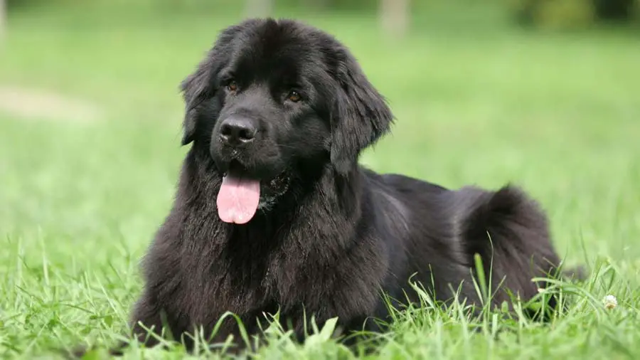 Are Newfoundlands Hypoallergenic? Best Protection Dogs