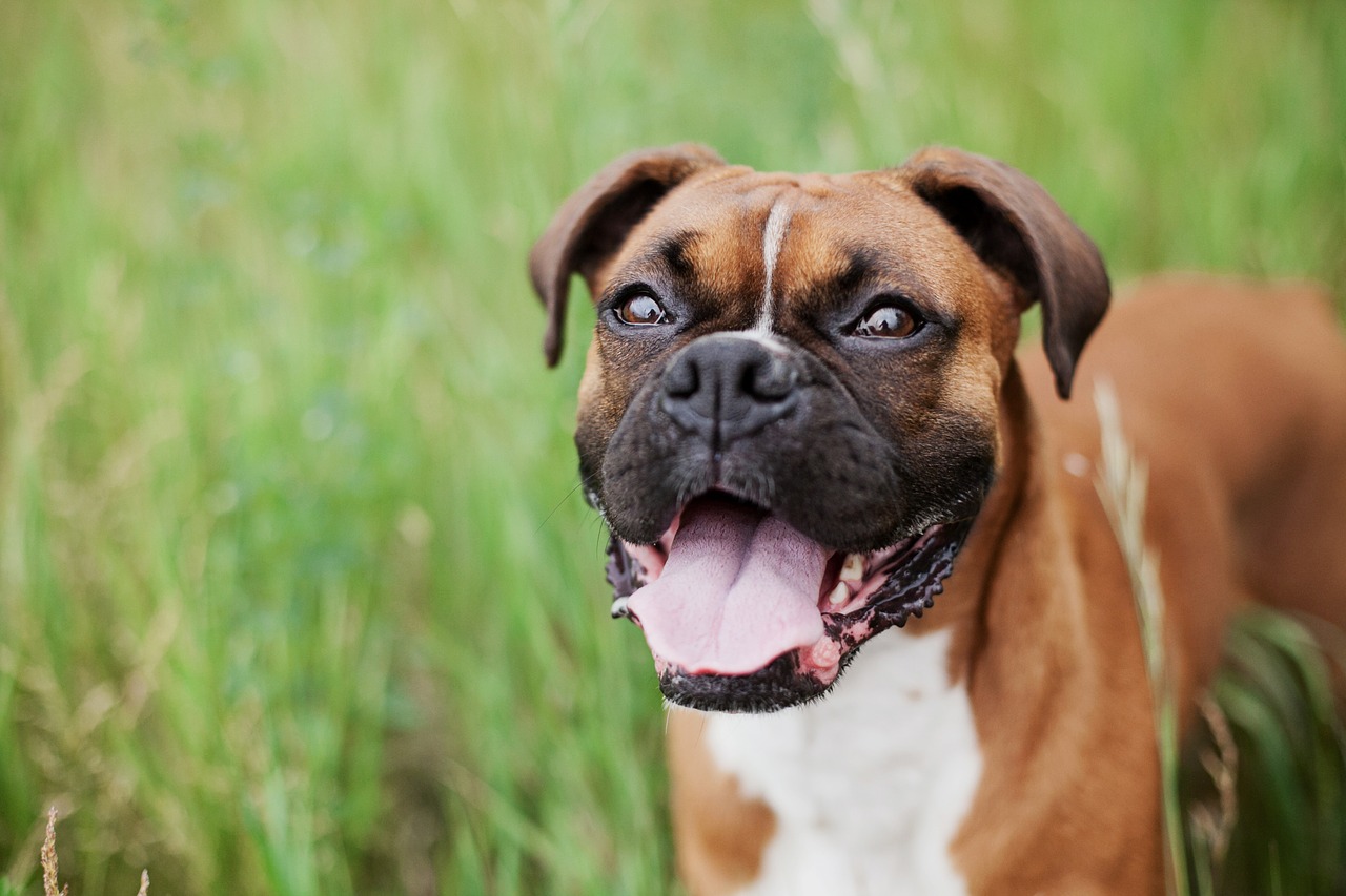 Is a Boxer a Good Dog Breed for a Family with Children? Best