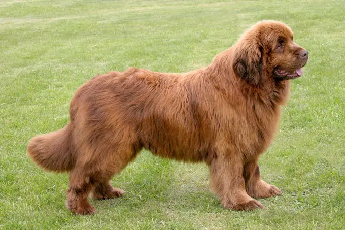 Indian Dog Newfoundland Hypoallergenic Top 10 Indian Breed Dogs