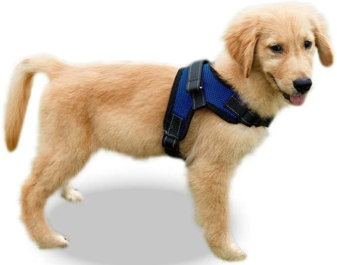 best harnesses for corgis