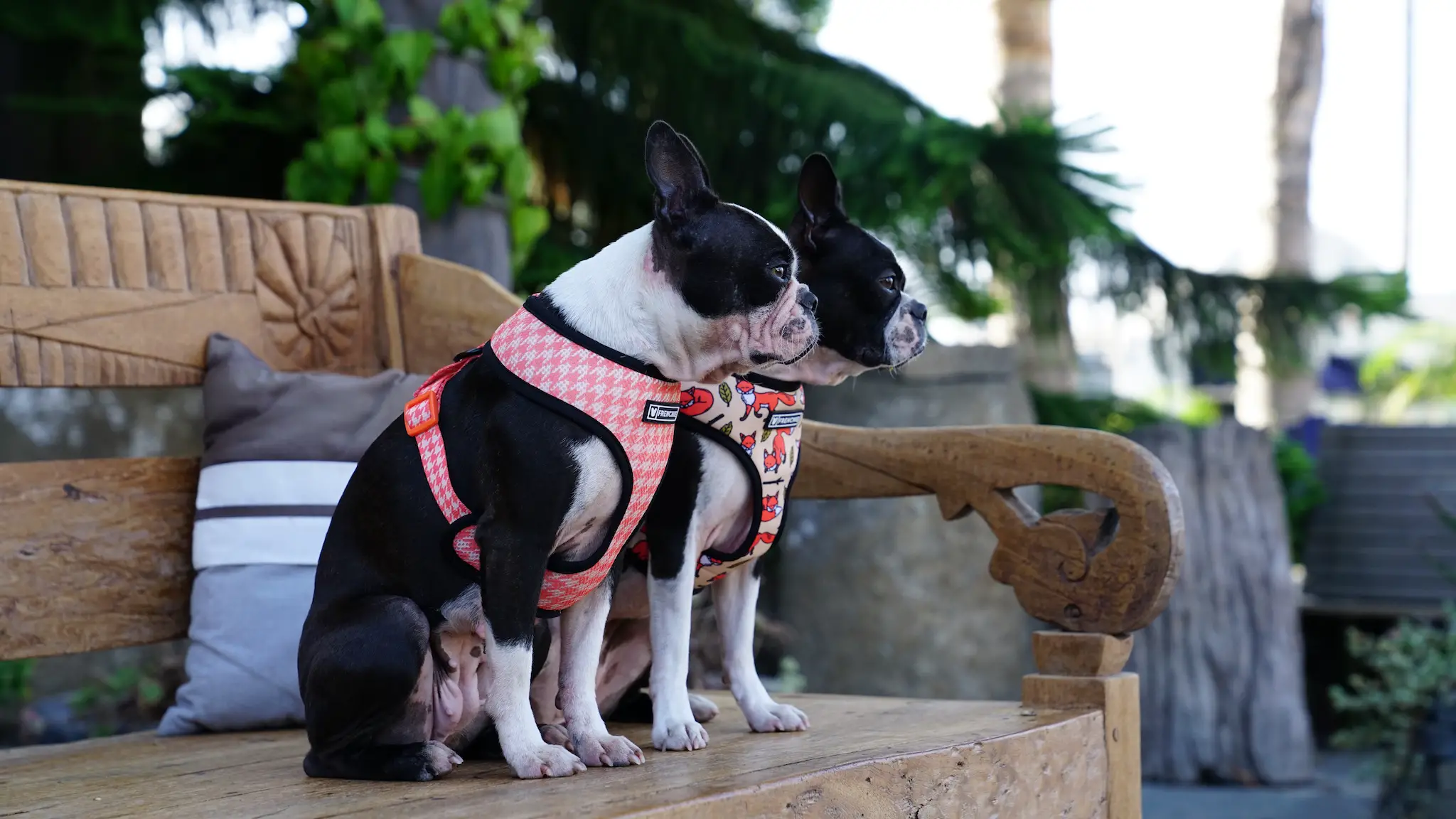 Best Harness for Boston Terrier Top 5 Editor Picks
