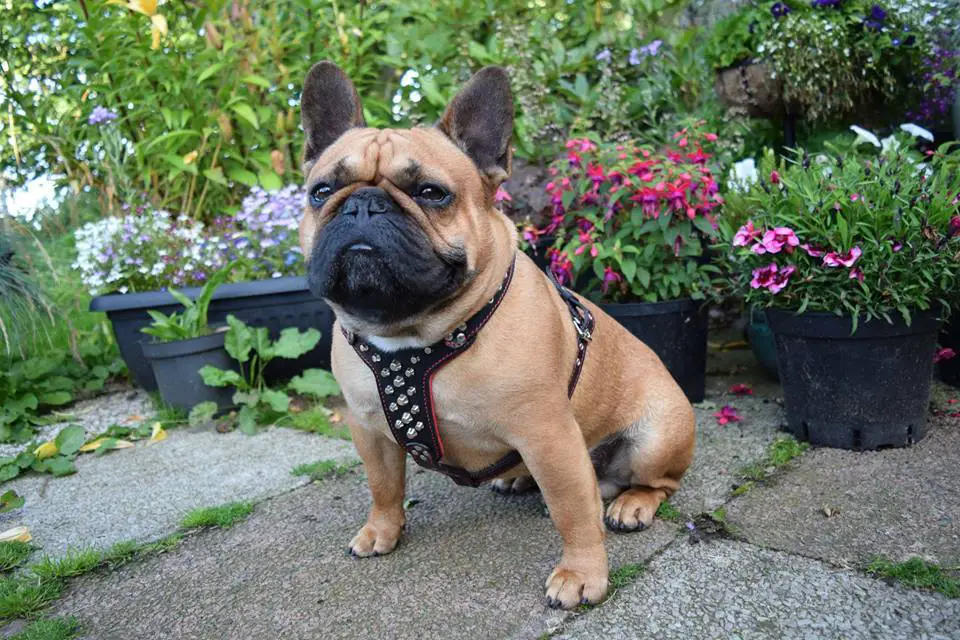 Best Harness for French Bulldog Puppy Our Top 5 Picks