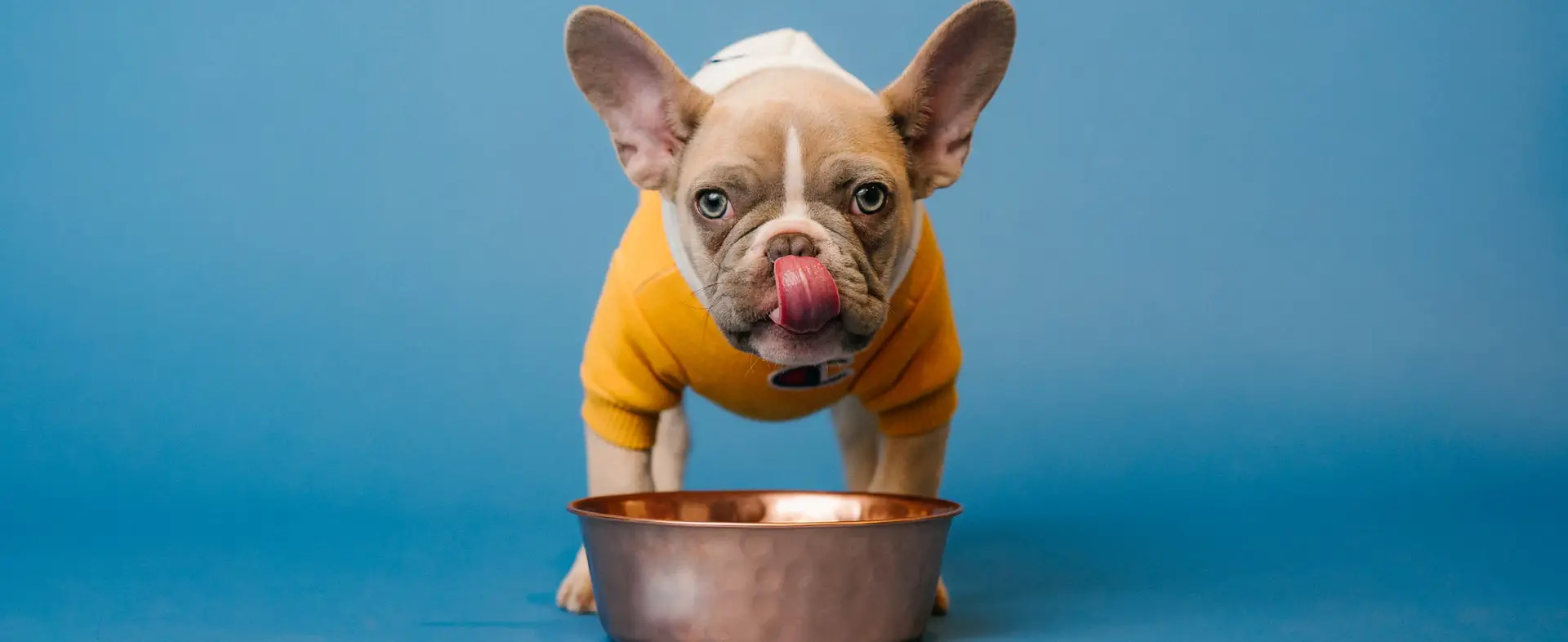 3 Best Dog Treats for French Bulldogs w/ Sensitive Stomach