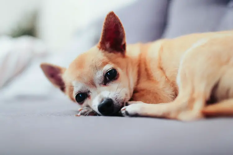 What Is The Best Dog Food For Chihuahuas? Best